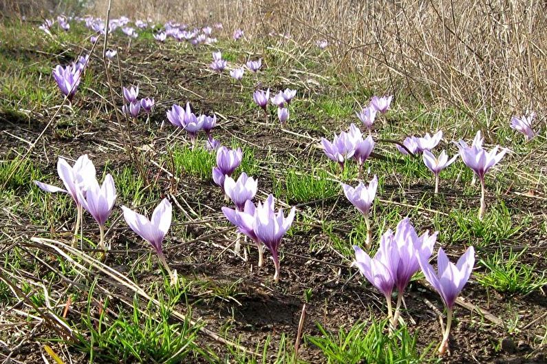 Palla de Crocus