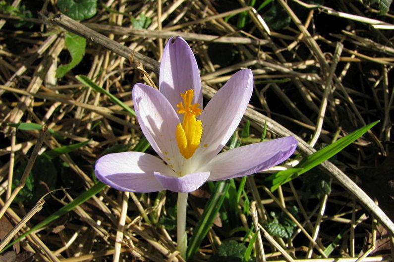 Crocus Tomasini