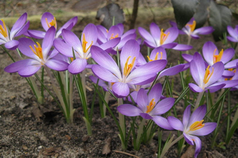 Crocus Tomasini