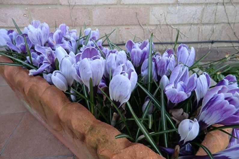 Crocus (Saffron) Care - Osvětlení