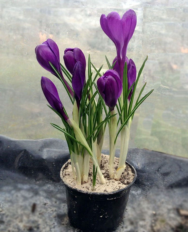 Crocus (sáfrány) ápolás - világítás