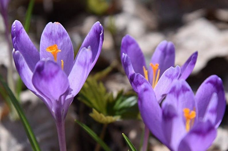 Crocus (Saffron) Care - อุณหภูมิ