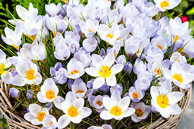 Starostlivosť o Crocus (Saffron) - vlhkosť