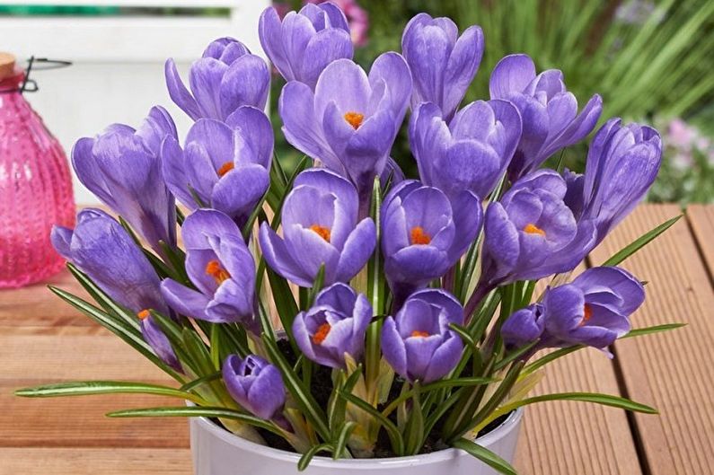 Φροντίδα Crocus (Saffron) - Υγρασία