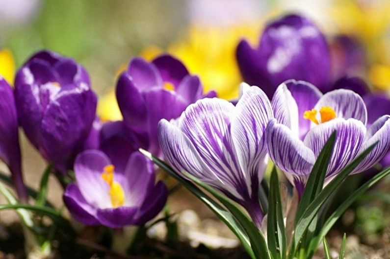 Crocus (Saffron) Care - zalévání