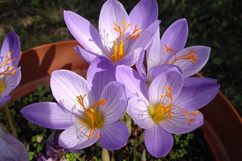 Krokus (Safran) Pflege - Bewässerung