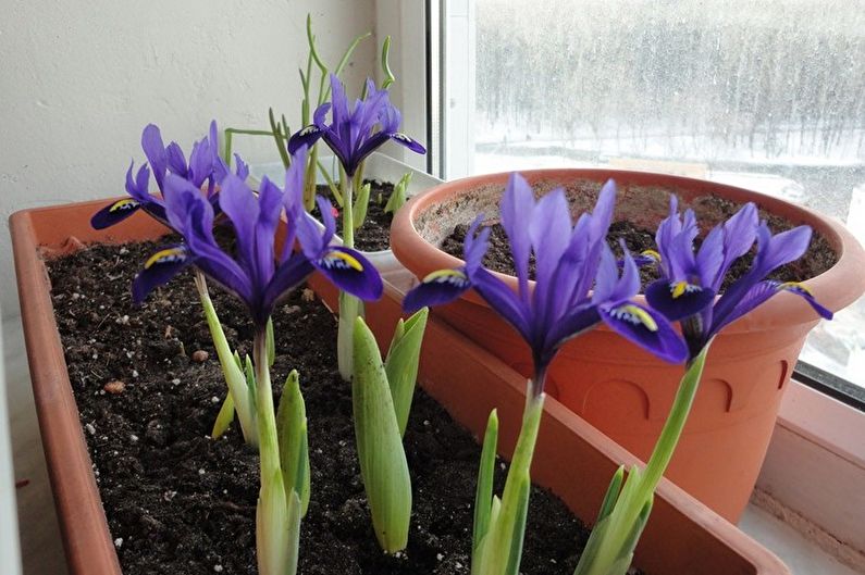 Pangangalaga sa Crocus (saffron) - Mga patatas at nangungunang damit