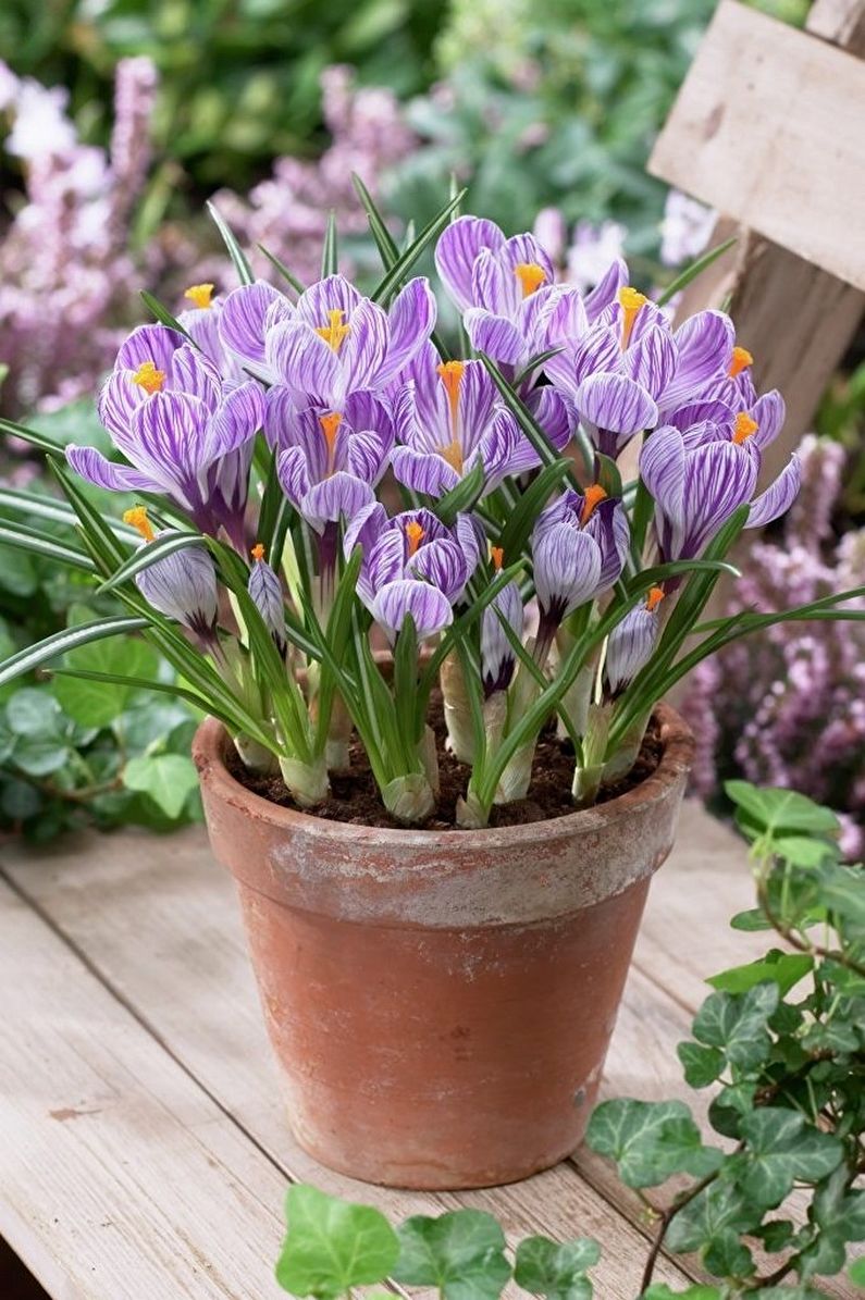 Crocus (saffraan) verzorging - Meststoffen en topdressing