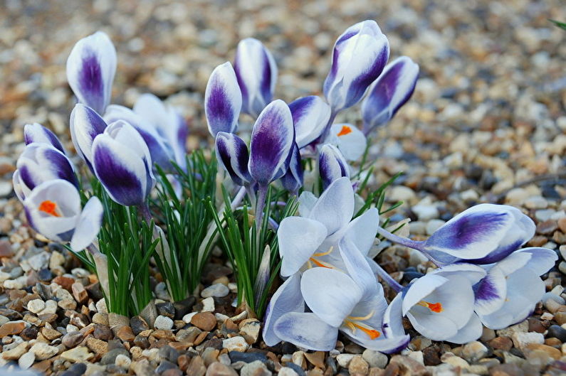 Crocuses - Sâu bệnh