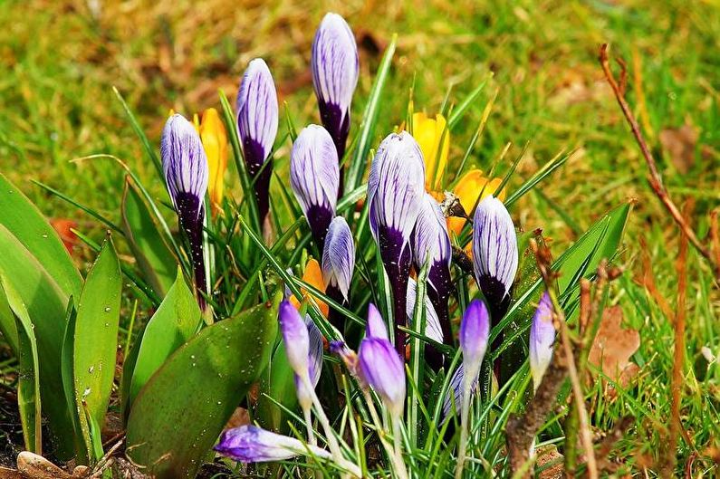 Crocuses - ศัตรูพืชและโรค