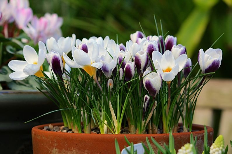 Làm thế nào để cấy ghép crocuses