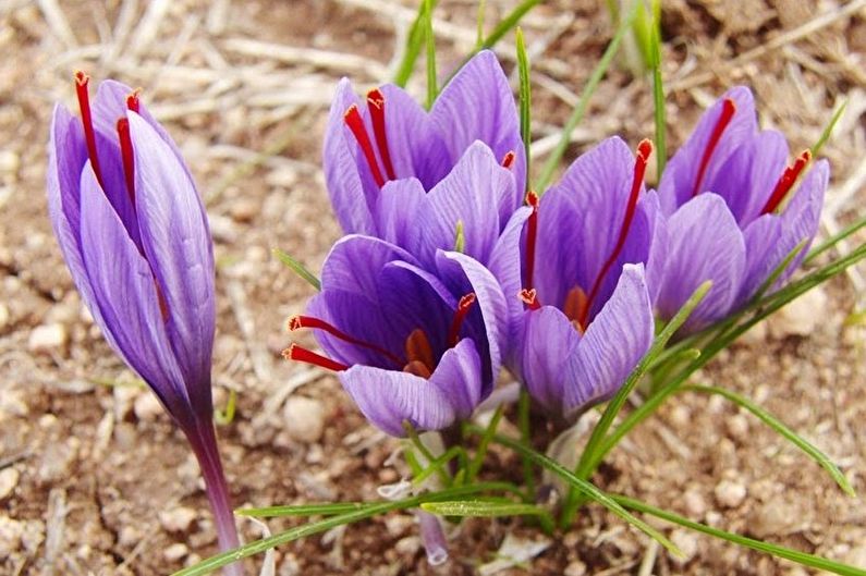 Voortplanting van krokuszaad