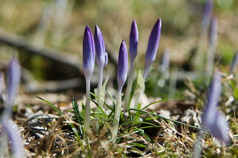 Nhân giống hạt giống Crocus