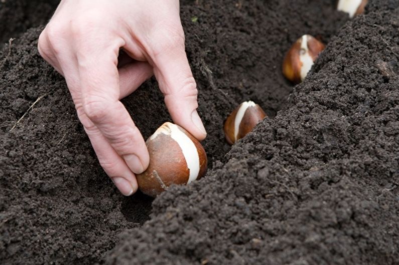 Bollenteelt van de krokus