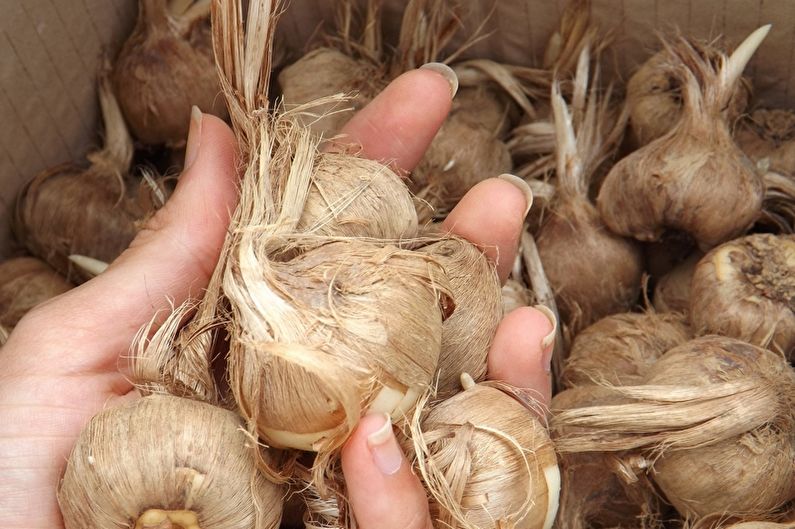 Bollenteelt van de krokus