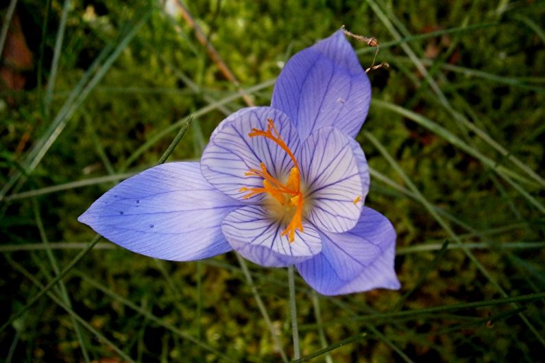 Krokus (safrāns) - foto