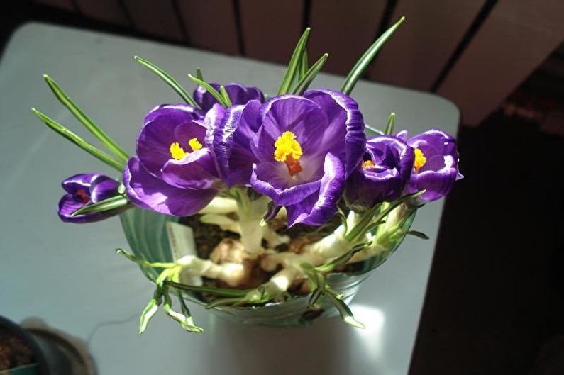 Crocuses (saffron) - รูปภาพ