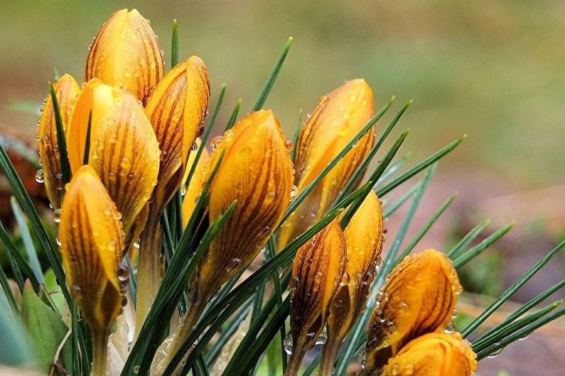 Crocuses (nghệ tây) - ảnh