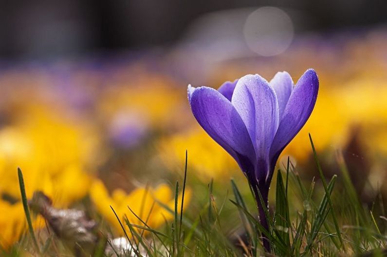 Crocus (safran) - photo