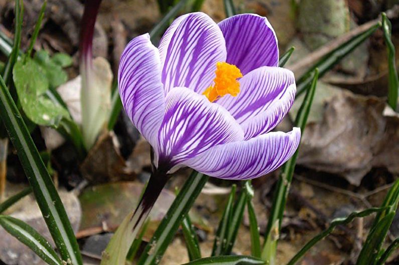 Mga Crocus (saffron) - larawan