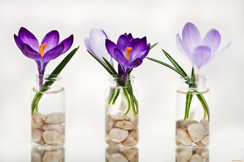 Crocuses (saffron) - รูปภาพ