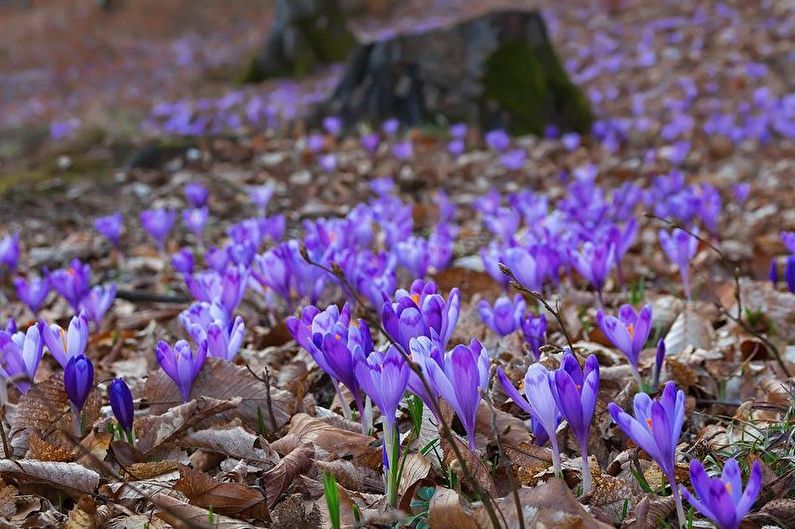 Crocus (safran) - photo