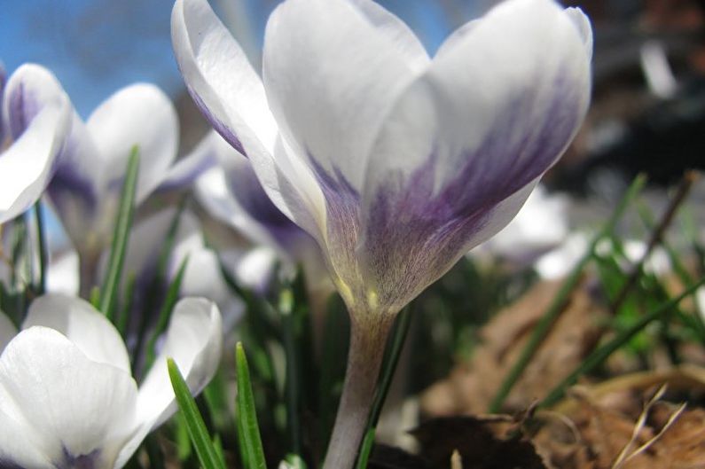 Krokusy (šafran) - foto