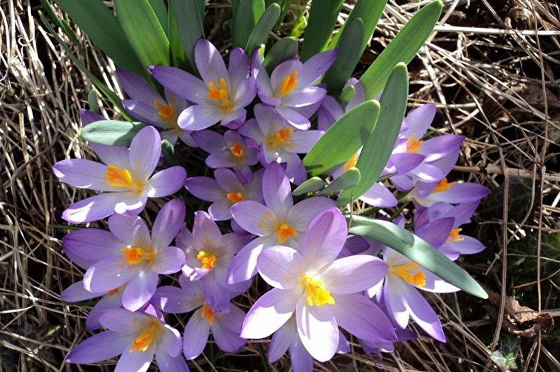 Crocuses (nghệ tây) - ảnh