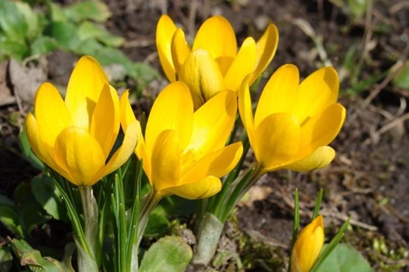 Crocus (safran) - photo