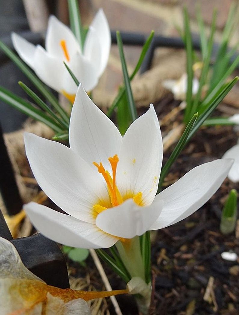 Crocuses (șofran) - fotografie