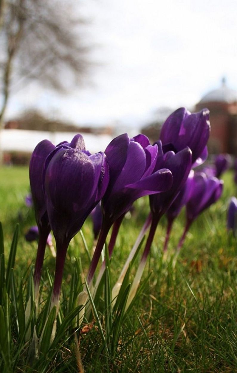 Crocuses (šafranas) - nuotrauka