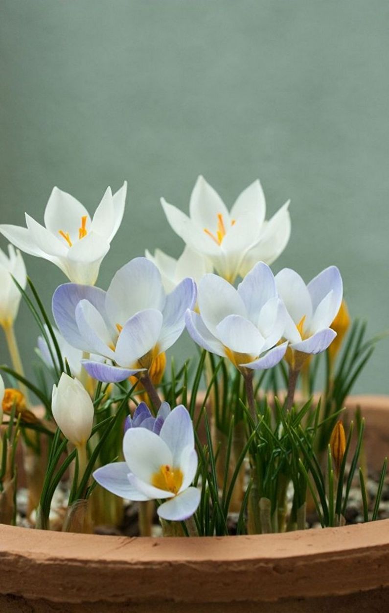 Crocuses (nghệ tây) - ảnh