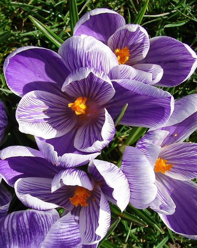 Crocuses (nghệ tây) - ảnh