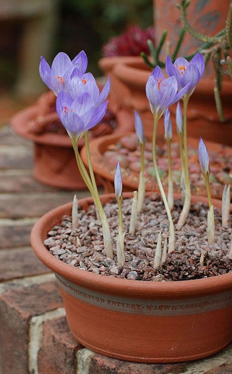 Crocus (safran) - photo