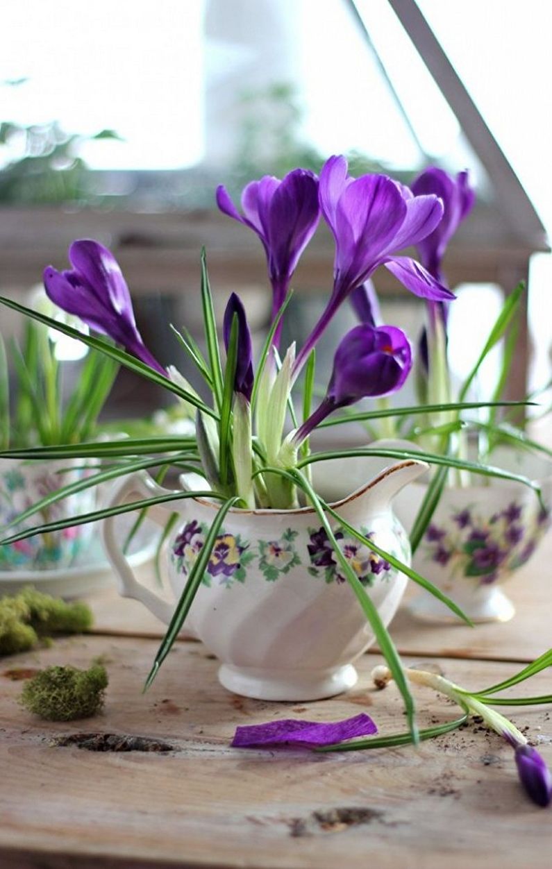 Crocuses (nghệ tây) - ảnh