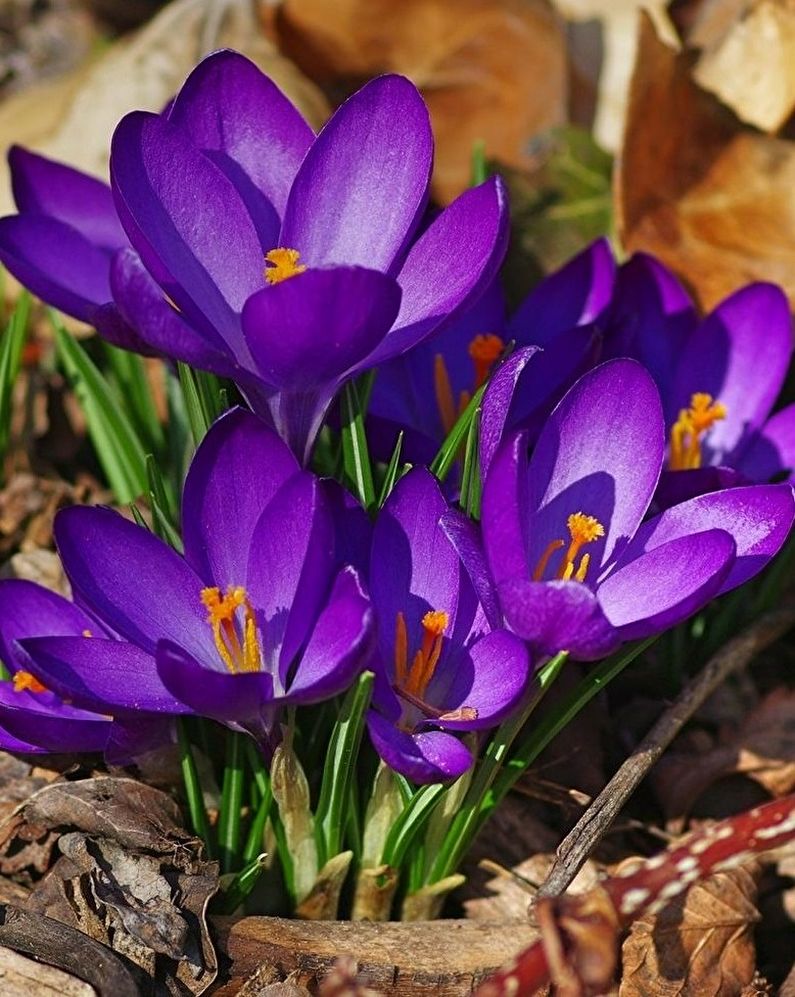 Crocuses (șofran) - fotografie