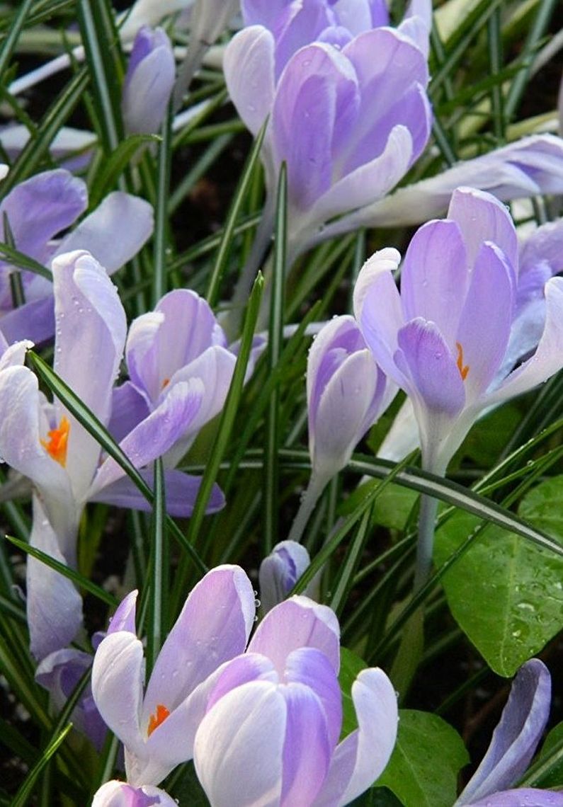 Mga Crocus (saffron) - larawan