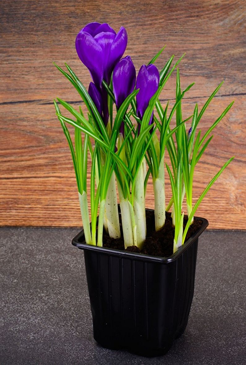 Crocuses (șofran) - fotografie