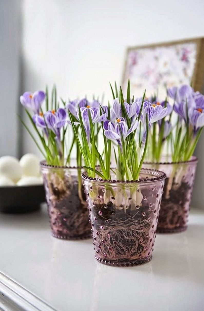 Crocuses (saffron) - รูปภาพ