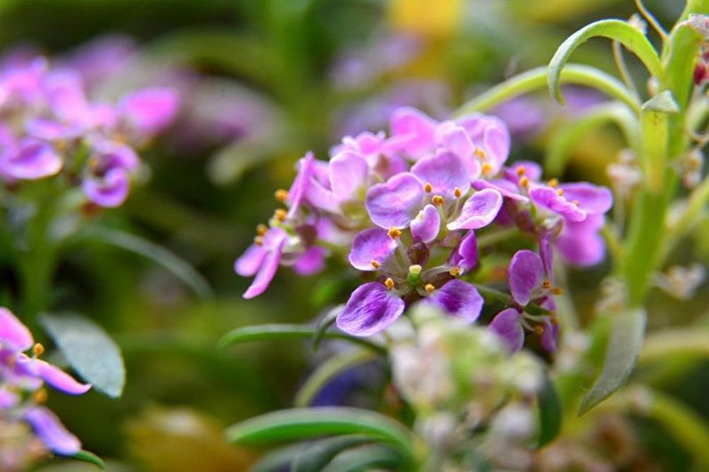 Alyssum - morska lobularija