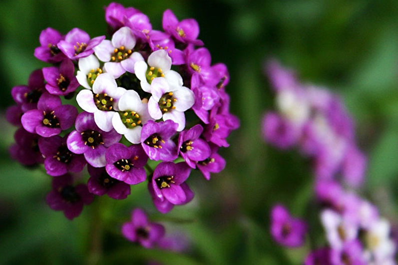 Alyssum - Jūras Lobularia