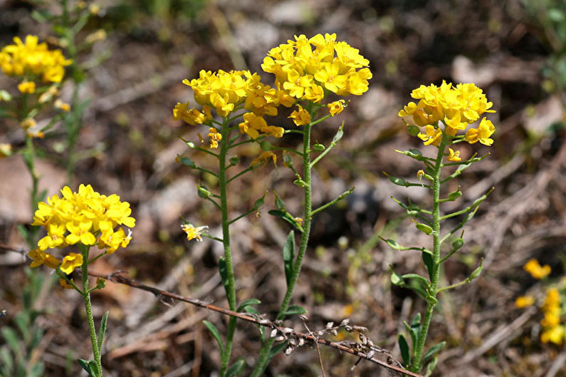 Alyssum Gmelin