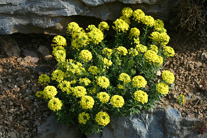 Alyssum Gmelin