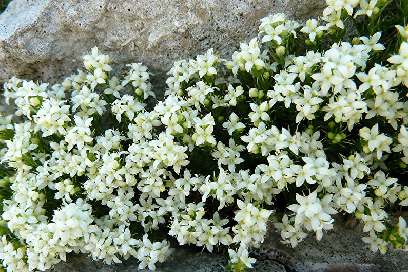 Alissum Ibérico