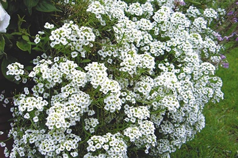 Alyssum - nove sorte