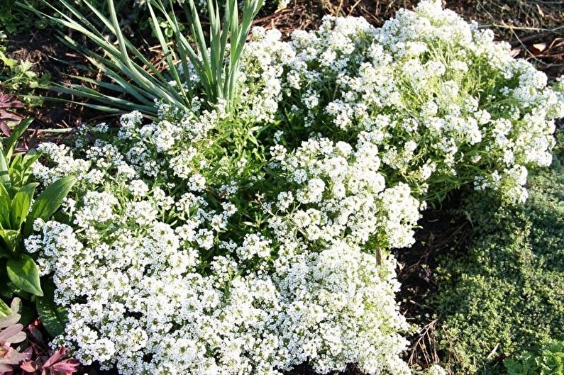 Alyssum - Mga Bagong Uri