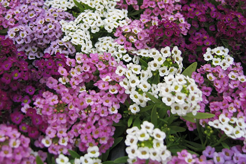 Alyssum - Nouvelles variétés