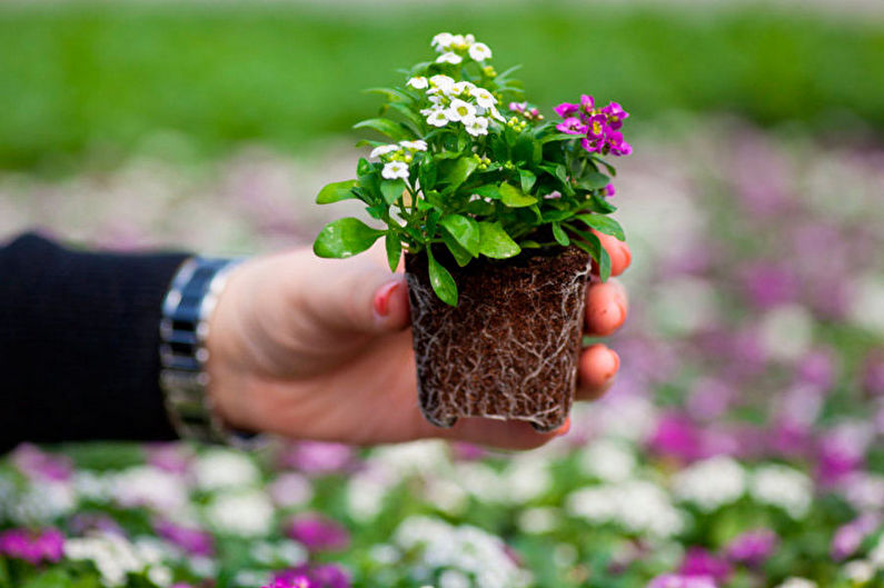 Alyssum - persodinimas ir dauginimasis