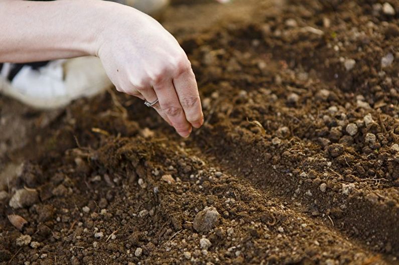 Alyssum - transplantatie en reproductie