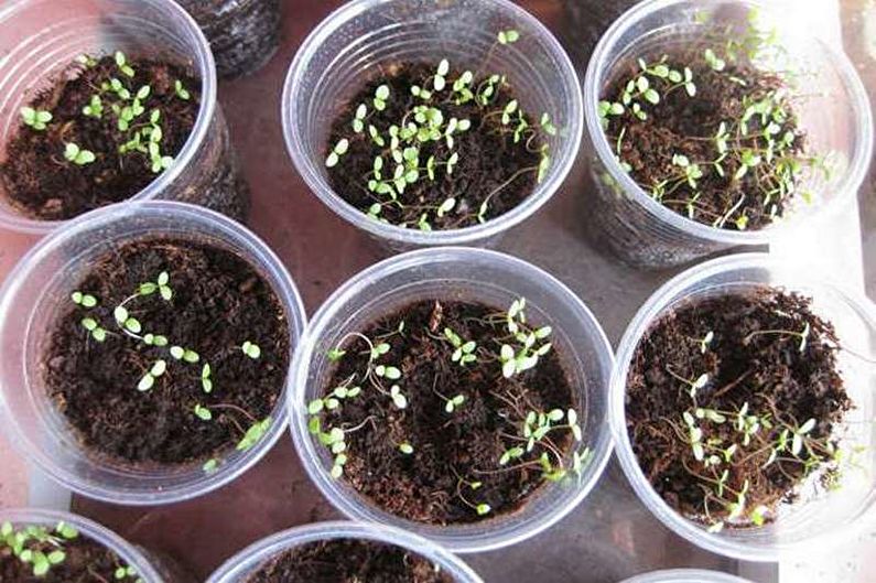 Alyssum - transplantatie en reproductie